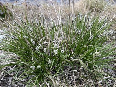 Carex scirpoidea, photographed by Ida B D Jacobsen