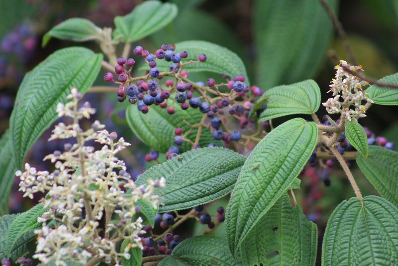 Miconia subseriata, photographed by GERMAN LEONEL SARMIENTO CRUZ