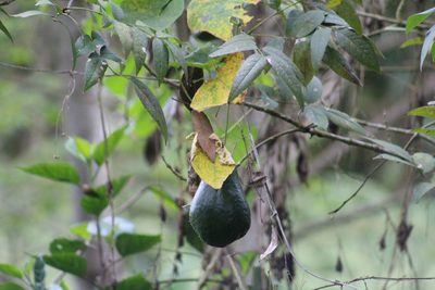 Sicyos edulis, photographed by GERMAN LEONEL SARMIENTO CRUZ