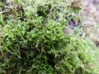 Pylaisia polyantha, photographed by Susan Marley