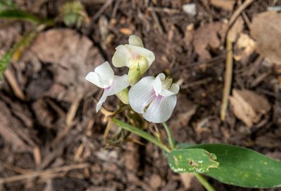 Lathyrus lanszwertii, photographed by Bob Walker