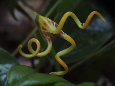 Masdevallia caudivolvula, photographed by Esteban Villa Restrepo