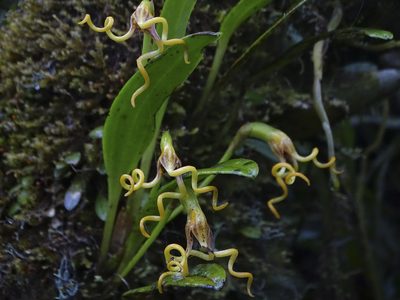 Masdevallia caudivolvula, photographed by Esteban Villa Restrepo