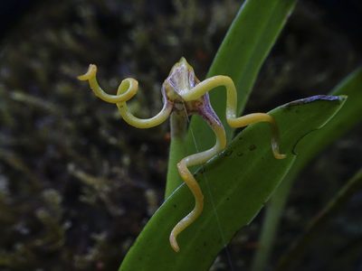 Masdevallia caudivolvula, photographed by Esteban Villa Restrepo