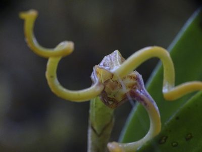 Masdevallia caudivolvula, photographed by Esteban Villa Restrepo