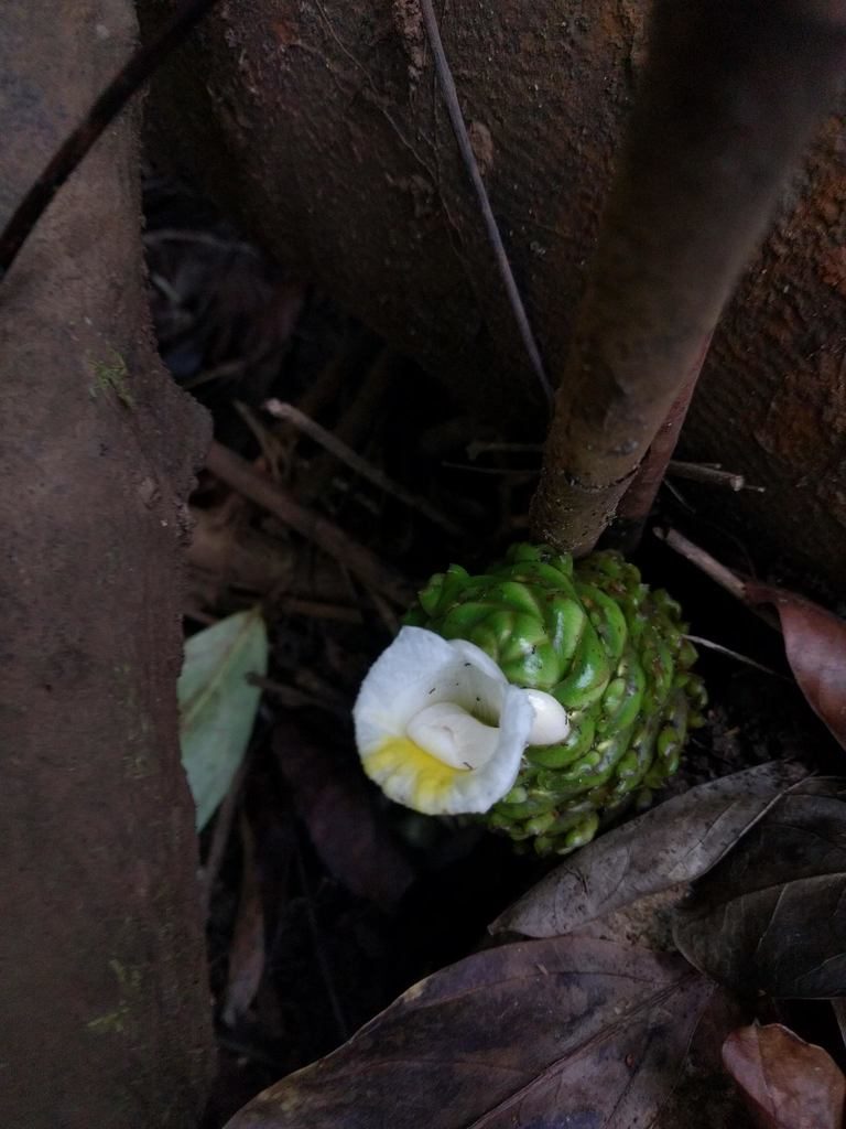Costus dubius, photographed by Kevin Faccenda