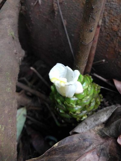 Costus dubius, photographed by Kevin Faccenda