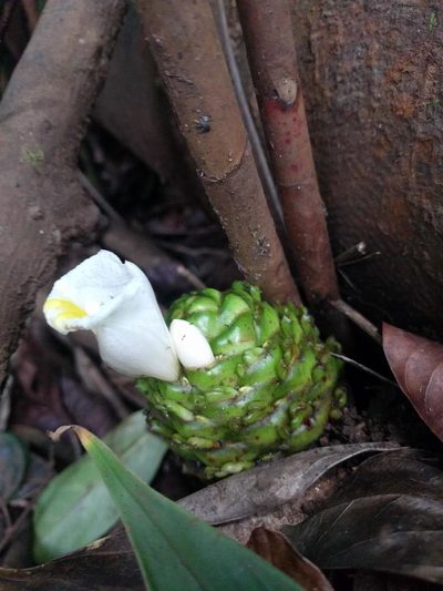 Costus dubius, photographed by Kevin Faccenda