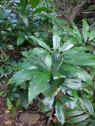 Costus dubius, photographed by Kevin Faccenda
