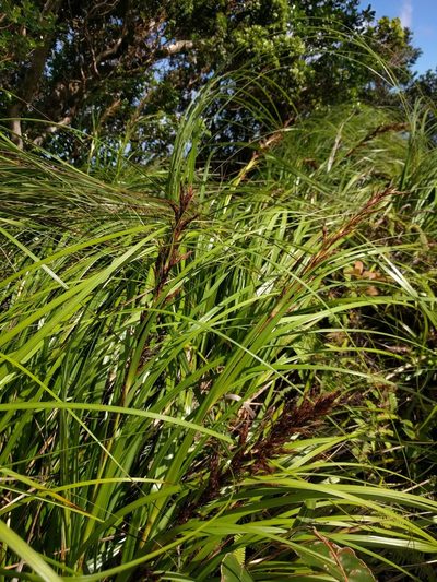Gahnia beecheyi, photographed by Kevin Faccenda