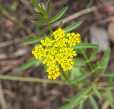 Cymopterus lemmonii, photographed by Bob Walker