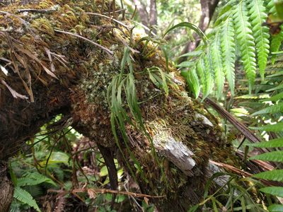 Psilotum complanatum, photographed by Kevin Faccenda