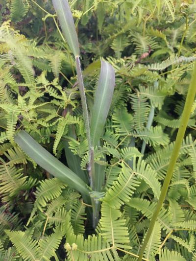 Paspalum paniculatum, photographed by Kevin Faccenda
