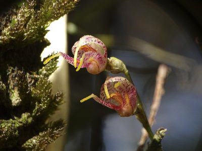 Masdevallia amanda, photographed by Esteban Villa Restrepo