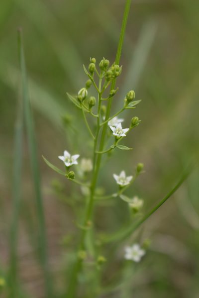 Thesium pyrenaicum, photographed by David Sandler