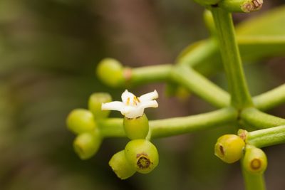 Psychotria mariniana, photographed by Kevin Faccenda