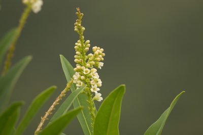 Citharexylum caudatum, photographed by Kevin Faccenda