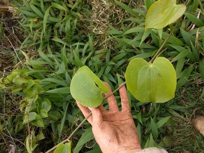 Smilax melastomifolia, photographed by Kevin Faccenda