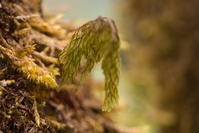 Hymenophyllum recurvum, photographed by Kevin Faccenda