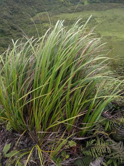 Gahnia beecheyi, photographed by Kevin Faccenda