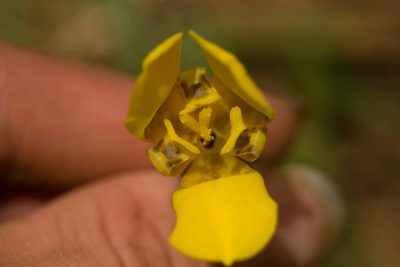 Trimezia martinicensis, photographed by Kevin Faccenda