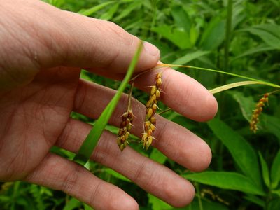Carex davisii, photographed by Yann Kemper