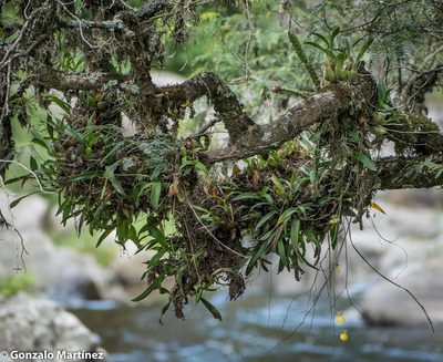 Gomesa bifolia, photographed by Gonzalo Martinez