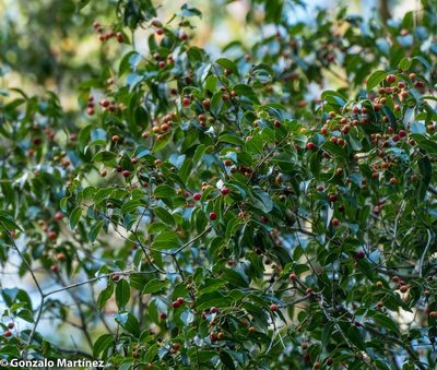 Blepharocalyx salicifolius, photographed by Gonzalo Martinez
