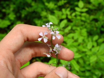 Iodanthus pinnatifidus, photographed by Yann Kemper