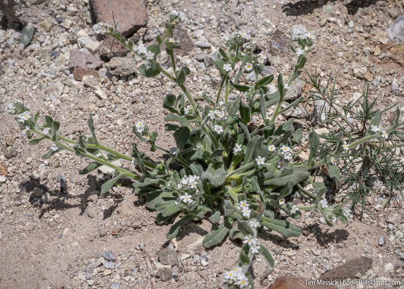 Amsinckiopsis kingii, photographed by Tim Messick