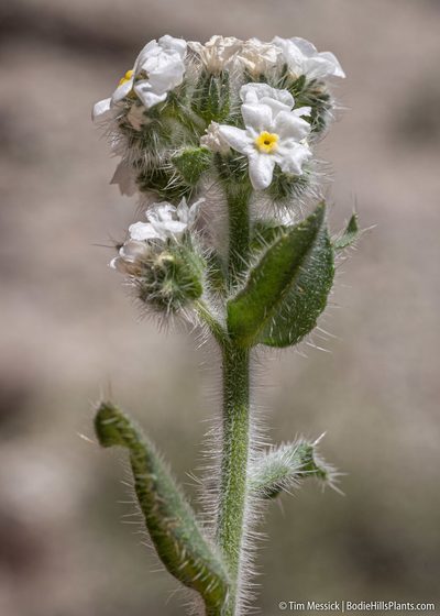Amsinckiopsis kingii, photographed by Tim Messick