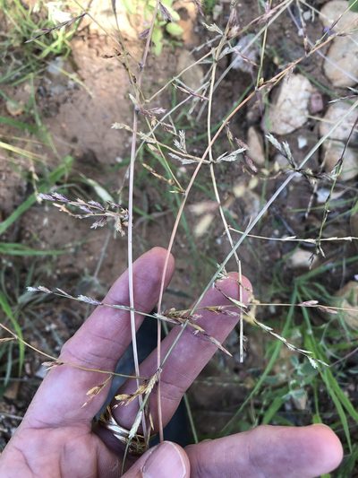 Eragrostis sessilispica, photographed by Sam Kieschnick