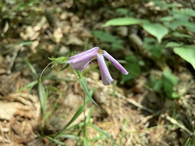 Phlox buckleyi, photographed by Reid Hardin