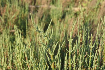 Salicornia europaea, photographed by WATANABE Hitoshi 渡辺仁