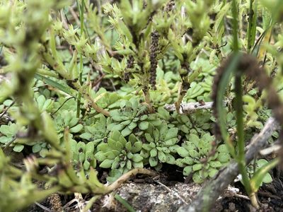 Sedum glaucophyllum