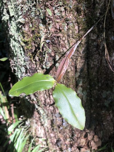 Dendrobium tetragonum, photographed by Samuel Frankel