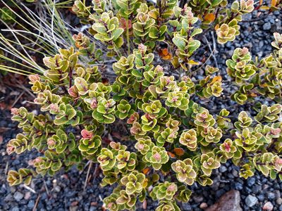 Gaultheria colensoi, photographed by Peter de Lange