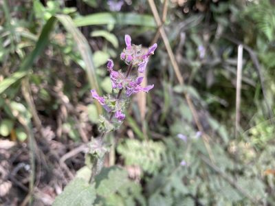 Stachys rigida, photographed by Dario Taraborelli