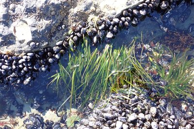 Phyllospadix scouleri, photographed by Allison Gong