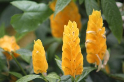 Pachystachys lutea, photographed by GERMAN LEONEL SARMIENTO CRUZ