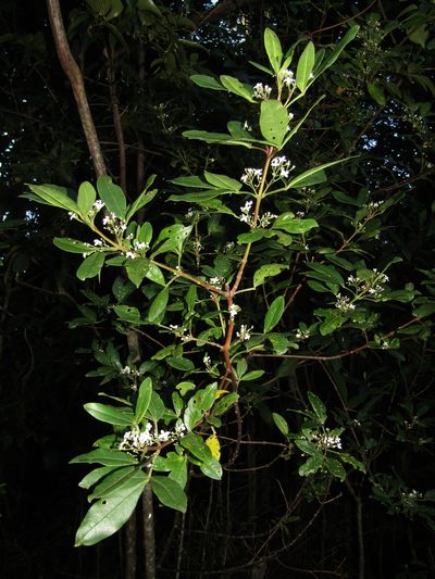 Zieria southwellii, photographed by Samuel Frankel