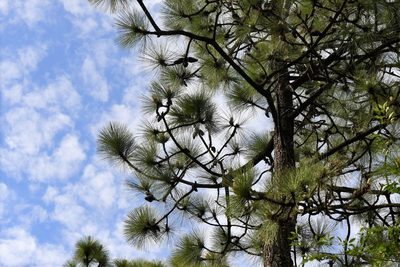 Pinus montezumae, photographed by Neptalí Ramírez Marcial