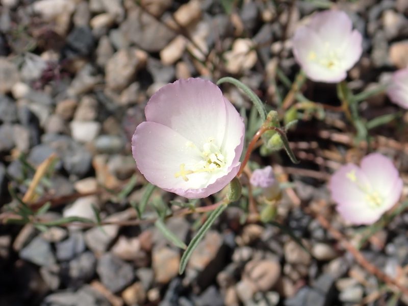 Clarkia arcuata, photographed by Steve Woodward