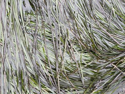 Phyllospadix scouleri, photographed by Rebecca Johnson