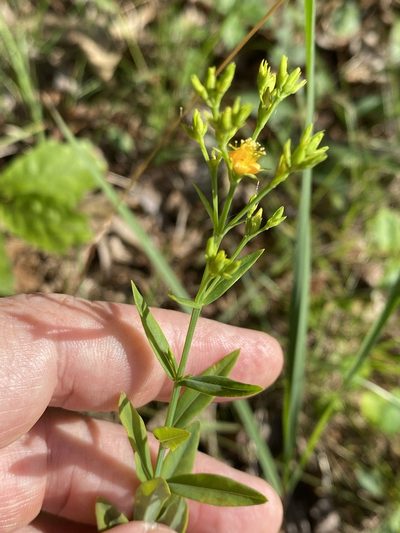 Hypericum virgatum, photographed by Alan Weakley