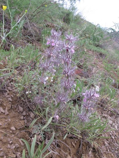 Stachys lavandulifolia, photographed by Grzegorz Grzejszczak