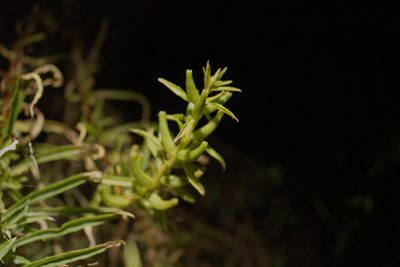 Oenothera argillicola, photographed by Daniel McClosky