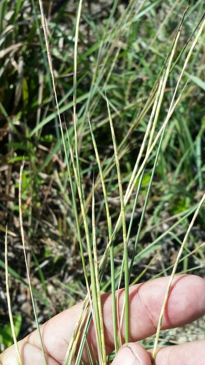 Schizachyrium sanguineum, photographed by Jay Horn