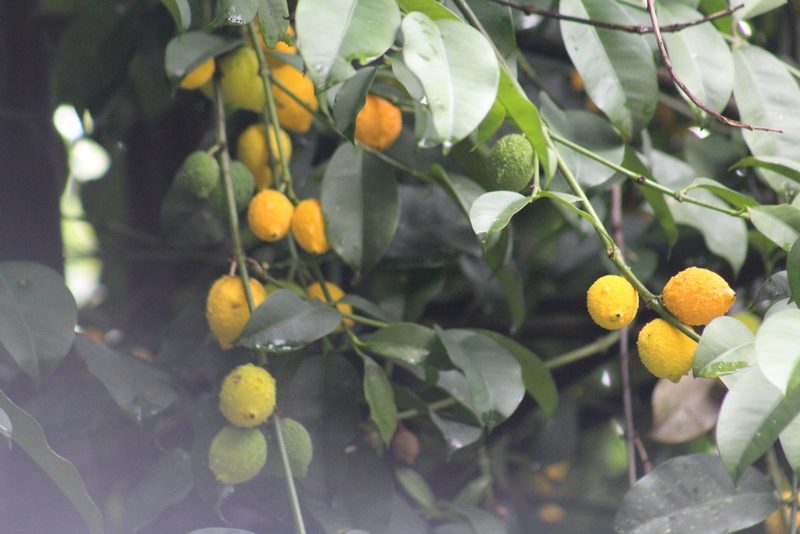 Garcinia madruno, photographed by GERMAN LEONEL SARMIENTO CRUZ