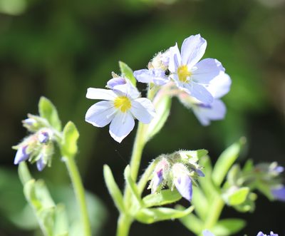Polemonium californicum, photographed by Cole Wolf